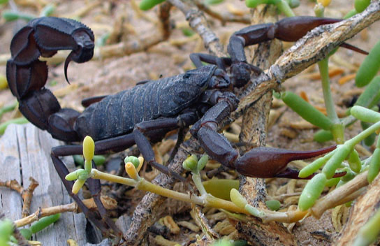 arabian fat tailed scorpion